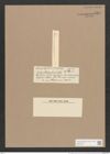 Synedra phillppinarum [sic] Castr. (de-Toni-Nr.: Genus 66, Species 2626) Zeichnungen Sammlung Grunow Nr. 5357 (NHMW-BOT-W0373767)